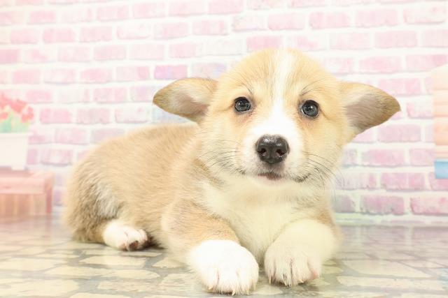 長野県のウェルシュコーギーペンブローク (Coo&RIKU長野店/2026年5月3日生まれ/女の子/セーブルホワイト)の子犬の3枚目の画像