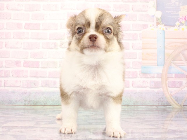 大阪府のチワワ(ロング) (Coo&RIKU天王寺店/2026年5月2日生まれ/男の子/フォーンホワイト)の子犬