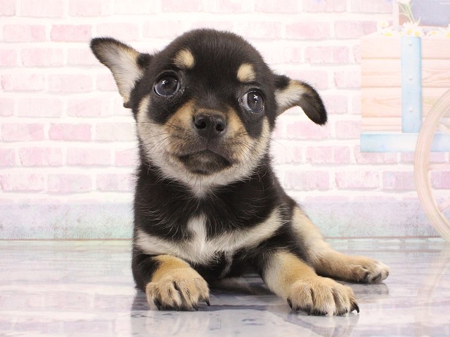 大阪府のチワワ(ロング) (Coo&RIKU城東古市店/2026年5月2日生まれ/男の子/ブラックタン)の子犬の1枚目の画像