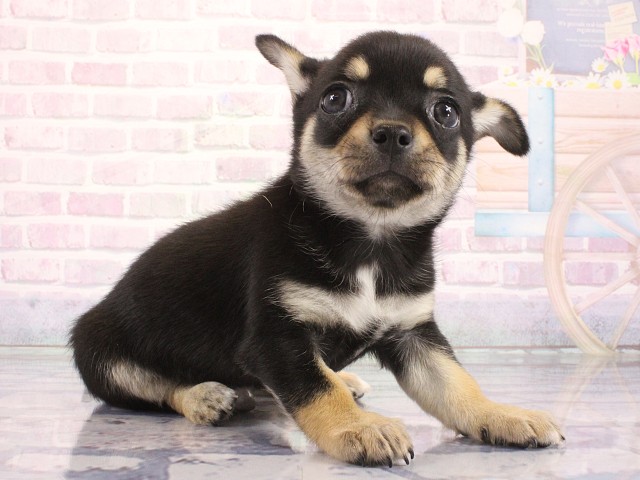 大阪府のチワワ(ロング) (Coo&RIKU城東古市店/2026年5月2日生まれ/男の子/ブラックタン)の子犬の2枚目の画像