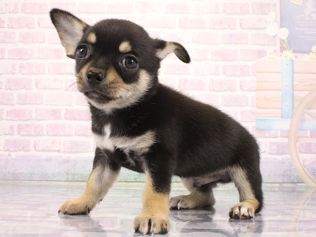 大阪府のチワワ(ロング) (Coo&RIKU城東古市店/2026年5月2日生まれ/男の子/ブラックタン)の子犬の3枚目の画像
