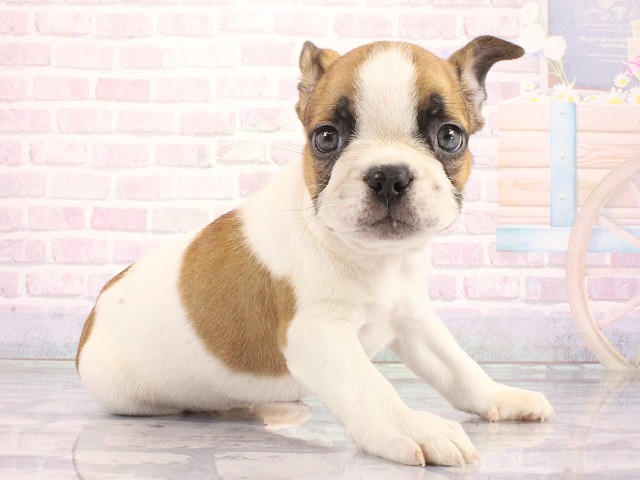 兵庫県のフレンチブルドッグ (Coo&RIKU神戸三宮店/2026年5月3日生まれ/男の子/パイド)の子犬の2枚目の画像