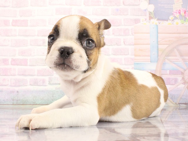 兵庫県のフレンチブルドッグ (Coo&RIKU神戸三宮店/2026年5月3日生まれ/男の子/パイド)の子犬の3枚目の画像