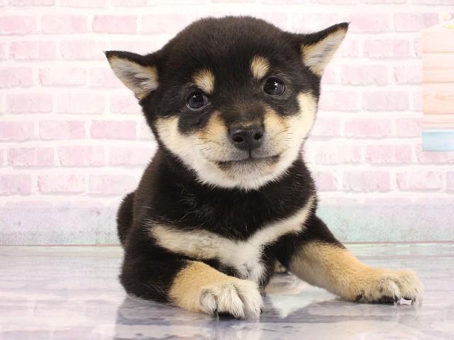 大阪府の豆柴 (Coo&RIKU心斎橋店/2026年4月30日生まれ/男の子/黒)の子犬