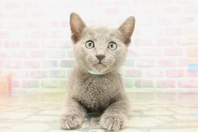 新潟県のロシアンブルー (Coo&RIKU新潟東店/2026年5月3日生まれ/男の子/ブルー)の子猫の1枚目の画像