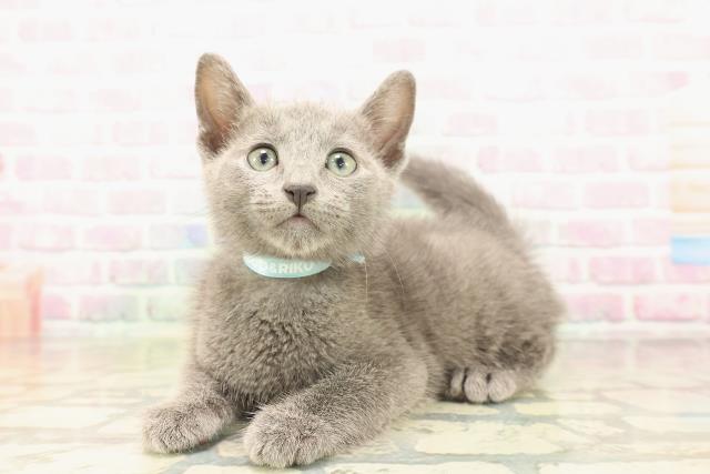 新潟県のロシアンブルー (Coo&RIKU新潟東店/2026年5月3日生まれ/男の子/ブルー)の子猫の2枚目の画像