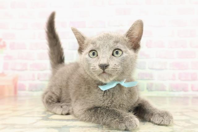 新潟県のロシアンブルー (Coo&RIKU新潟東店/2026年5月3日生まれ/男の子/ブルー)の子猫の3枚目の画像