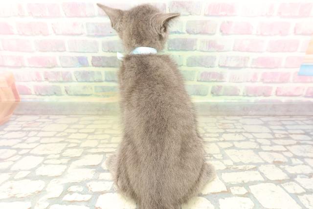 新潟県のロシアンブルー (Coo&RIKU新潟東店/2026年5月3日生まれ/男の子/ブルー)の子猫の4枚目の画像