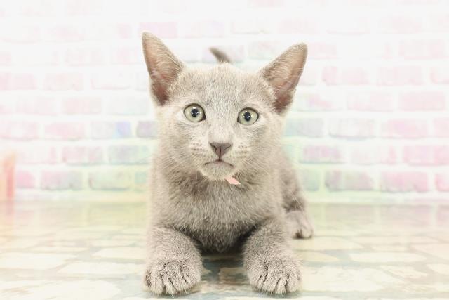 東京都のロシアンブルー (Coo&RIKU中野サンモール店/2026年5月3日生まれ/女の子/ブルー)の子猫の1枚目の画像