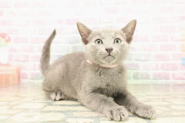東京都のロシアンブルー (Coo&RIKU中野サンモール店/2026年5月3日生まれ/女の子/ブルー)の子猫の3枚目の画像