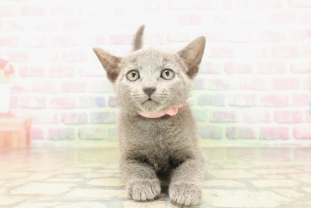 新潟県のロシアンブルー (Coo&RIKU上越店/2026年5月3日生まれ/女の子/ブルー)の子猫の1枚目の画像