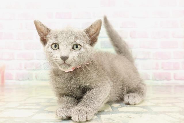 新潟県のロシアンブルー (Coo&RIKU上越店/2026年5月3日生まれ/女の子/ブルー)の子猫の2枚目の画像