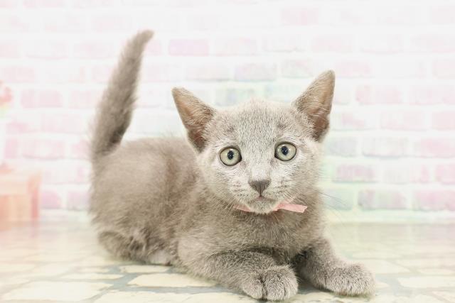 新潟県のロシアンブルー (Coo&RIKU上越店/2026年5月3日生まれ/女の子/ブルー)の子猫の3枚目の画像