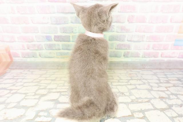 新潟県のロシアンブルー (Coo&RIKU上越店/2026年5月3日生まれ/女の子/ブルー)の子猫の4枚目の画像
