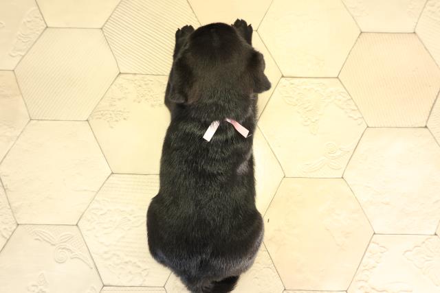 三重県のパグ (Coo&RIKU四日市店/2026年4月30日生まれ/女の子/ブラック)の子犬の4枚目の画像