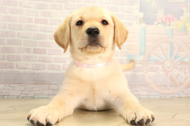 愛知県のラブラドールレトリーバー (Coo&RIKU名古屋みなと店/2026年5月3日生まれ/女の子/イエロー)の子犬