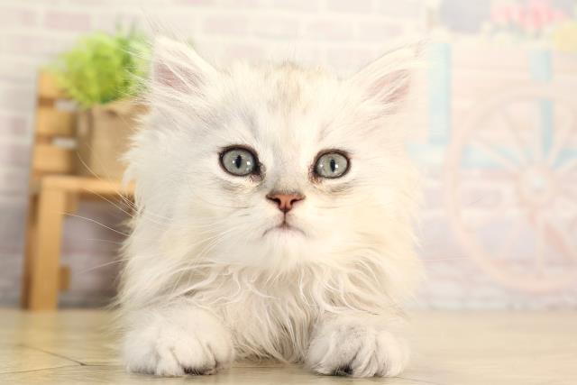 愛知県のペルシャ (Coo&RIKU岡崎店/2026年5月1日生まれ/男の子/チンチラシルバー)の子猫