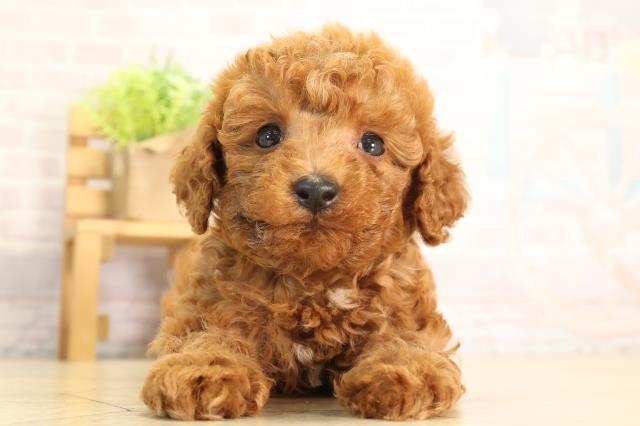 愛知県のトイプードル(トイ) (Coo&RIKU豊田店/2026年5月3日生まれ/男の子/レッドフォーン)の子犬の1枚目の画像