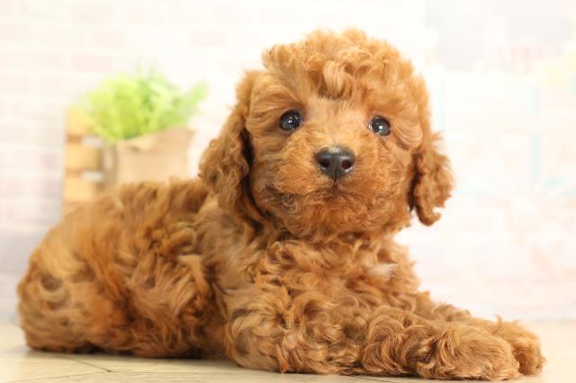 愛知県のトイプードル(トイ) (Coo&RIKU豊田店/2026年5月3日生まれ/男の子/レッドフォーン)の子犬の2枚目の画像