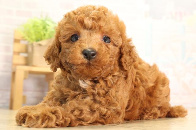 愛知県のトイプードル(トイ) (Coo&RIKU豊田店/2026年5月3日生まれ/男の子/レッドフォーン)の子犬の3枚目の画像