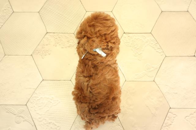 愛知県のトイプードル(トイ) (Coo&RIKU豊田店/2026年5月3日生まれ/男の子/レッドフォーン)の子犬の4枚目の画像