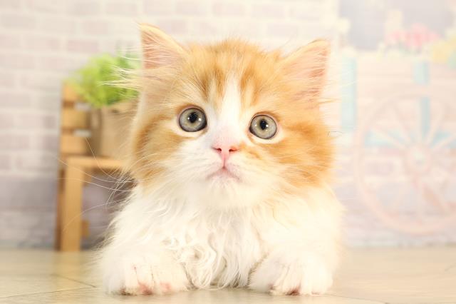 愛知県のスコティッシュフォールド (Coo&RIKU岡崎店/2026年4月28日生まれ/男の子/レッドタビーホワイト)の子猫