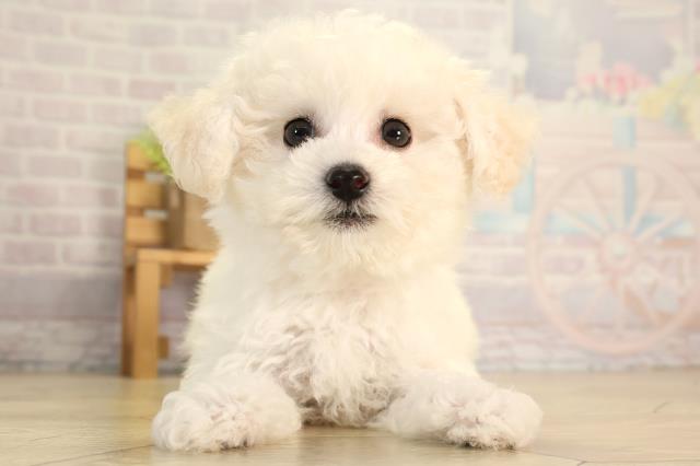 愛知県のビションフリーゼ (Coo&RIKU名古屋中川店/2026年4月29日生まれ/女の子/ホワイト)の子犬