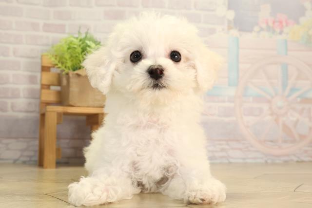 愛知県のビションフリーゼ (Coo&RIKU半田店/2026年4月29日生まれ/女の子/ホワイト)の子犬