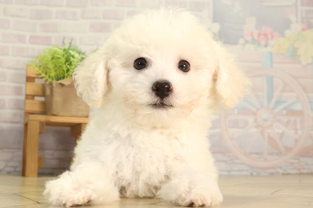 愛知県のビションフリーゼ (Coo&RIKU東海店/2026年4月27日生まれ/女の子/ホワイト)の子犬の1枚目の画像