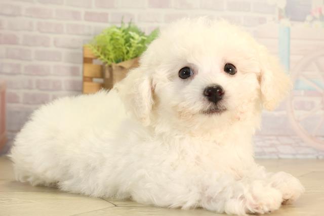 愛知県のビションフリーゼ (Coo&RIKU東海店/2026年4月27日生まれ/女の子/ホワイト)の子犬の2枚目の画像