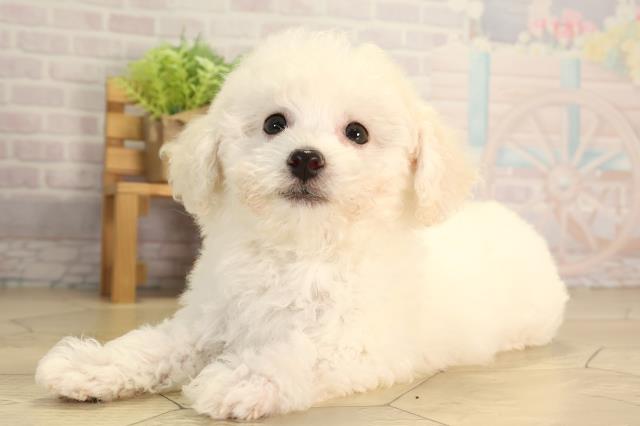 愛知県のビションフリーゼ (Coo&RIKU東海店/2026年4月27日生まれ/女の子/ホワイト)の子犬の3枚目の画像