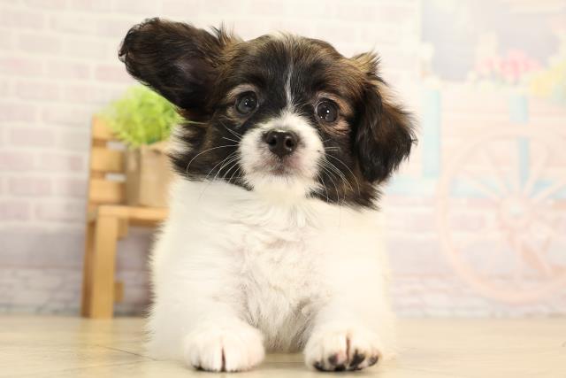 愛知県のパピヨン (Coo&RIKU豊橋店/2026年5月1日生まれ/男の子/ホワイトブラウン)の子犬の1枚目の画像