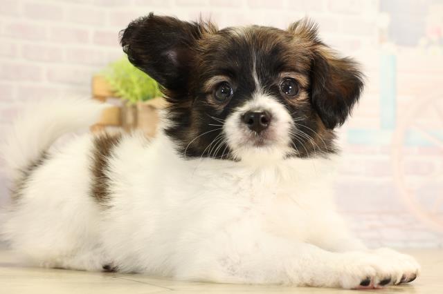 愛知県のパピヨン (Coo&RIKU豊橋店/2026年5月1日生まれ/男の子/ホワイトブラウン)の子犬の2枚目の画像