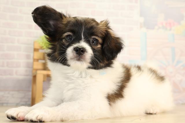 愛知県のパピヨン (Coo&RIKU豊橋店/2026年5月1日生まれ/男の子/ホワイトブラウン)の子犬の3枚目の画像
