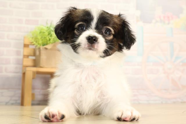 愛知県のパピヨン (Coo&RIKU名古屋みなと店/2026年5月1日生まれ/男の子/ホワイトブラウン)の子犬の1枚目の画像