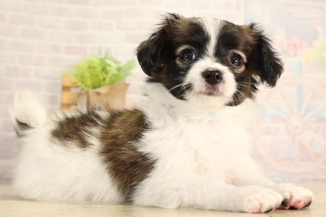 愛知県のパピヨン (Coo&RIKU名古屋みなと店/2026年5月1日生まれ/男の子/ホワイトブラウン)の子犬の2枚目の画像