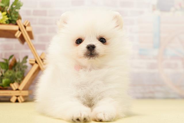 愛知県のポメラニアン (Coo&RIKU名古屋中川店/2026年5月2日生まれ/女の子/クリーム)の子犬の1枚目の画像