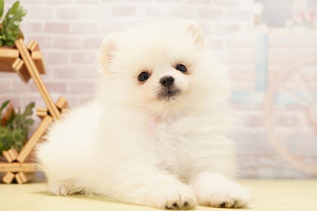 愛知県のポメラニアン (Coo&RIKU名古屋中川店/2026年5月2日生まれ/女の子/クリーム)の子犬の2枚目の画像