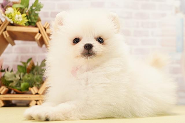 愛知県のポメラニアン (Coo&RIKU名古屋中川店/2026年5月2日生まれ/女の子/クリーム)の子犬の3枚目の画像