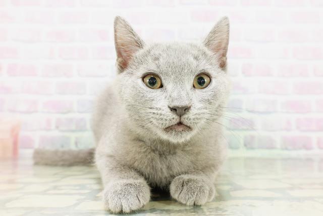 東京都のシャルトリュー (Coo&RIKUフレスポ住吉店/2026年3月25日生まれ/男の子/ブルー)の子猫の1枚目の画像