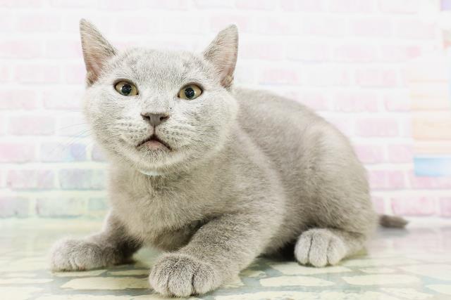東京都のシャルトリュー (Coo&RIKUフレスポ住吉店/2026年3月25日生まれ/男の子/ブルー)の子猫の2枚目の画像