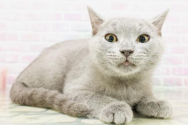 東京都のシャルトリュー (Coo&RIKUフレスポ住吉店/2026年3月25日生まれ/男の子/ブルー)の子猫の3枚目の画像