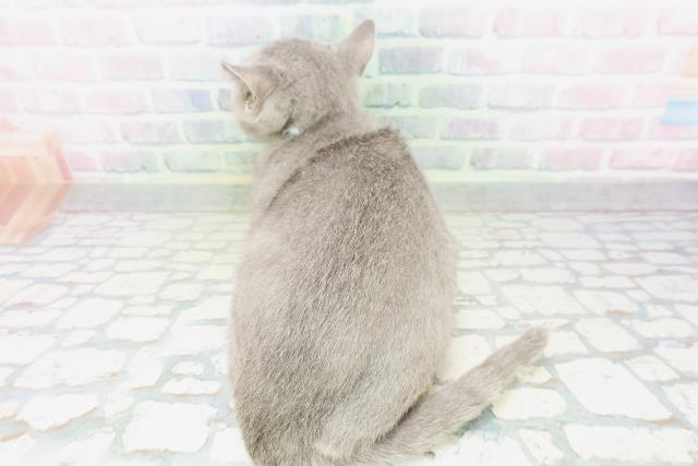 東京都のシャルトリュー (Coo&RIKUフレスポ住吉店/2026年3月25日生まれ/男の子/ブルー)の子猫の4枚目の画像