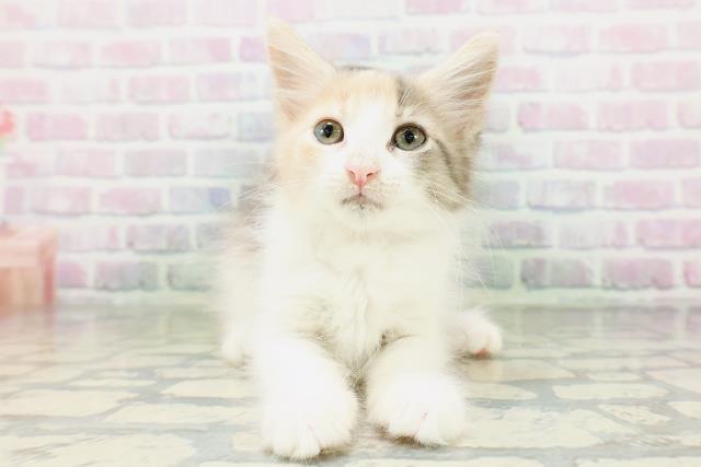 東京都のメインクーン (Coo&RIKU大久保店/2026年4月21日生まれ/女の子/ダイリュートキャリコ)の子猫の1枚目の画像