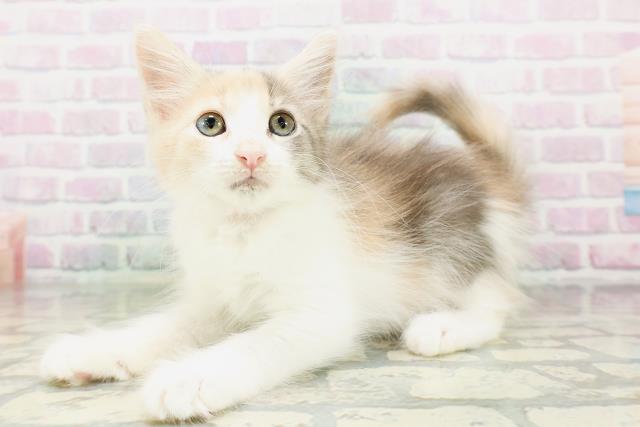 東京都のメインクーン (Coo&RIKU大久保店/2026年4月21日生まれ/女の子/ダイリュートキャリコ)の子猫の2枚目の画像