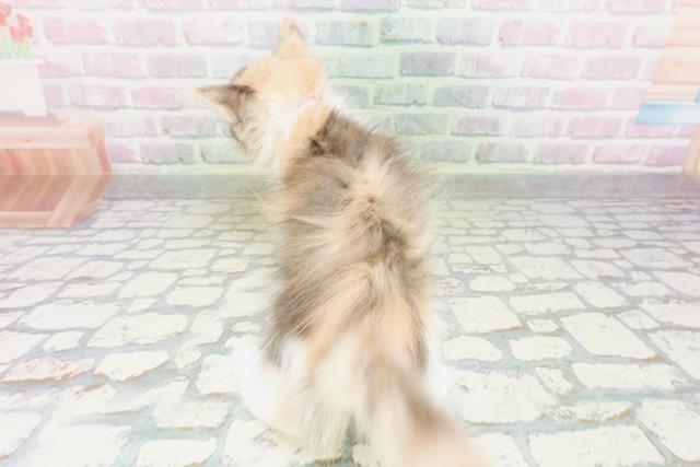 東京都のメインクーン (Coo&RIKU大久保店/2026年4月21日生まれ/女の子/ダイリュートキャリコ)の子猫の4枚目の画像