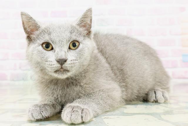 千葉県のシャルトリュー (Coo&RIKU若葉都賀店/2026年3月25日生まれ/女の子/ブルー)の子猫の2枚目の画像