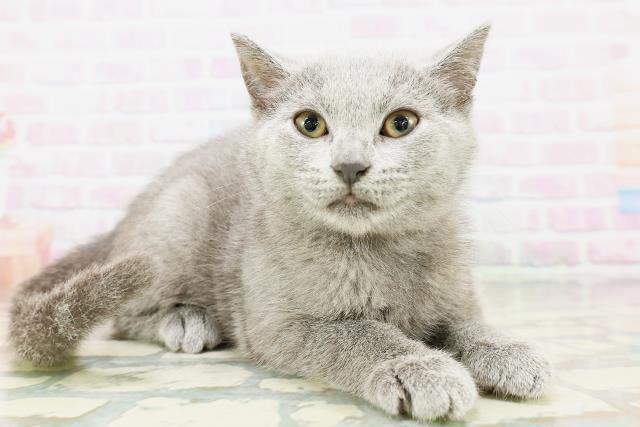 千葉県のシャルトリュー (Coo&RIKU若葉都賀店/2026年3月25日生まれ/女の子/ブルー)の子猫の3枚目の画像