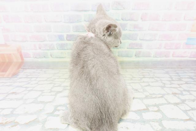 千葉県のシャルトリュー (Coo&RIKU若葉都賀店/2026年3月25日生まれ/女の子/ブルー)の子猫の4枚目の画像