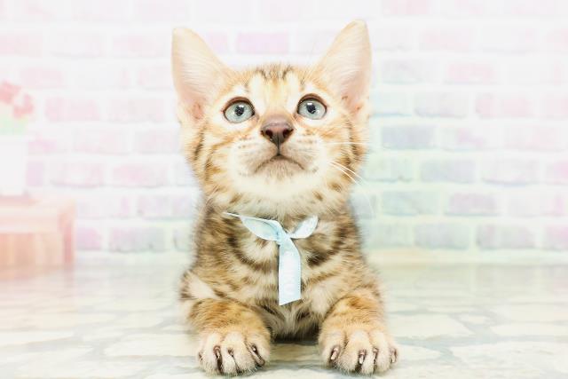 千葉県のベンガル (Coo&RIKU南柏店/2026年4月30日生まれ/男の子/ブラウンスポットタビー)の子猫の1枚目の画像